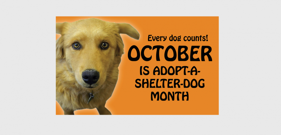 October is Adopt-A-Dog Month