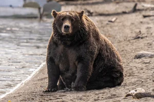 It's Fat Bear Week In Alaska!