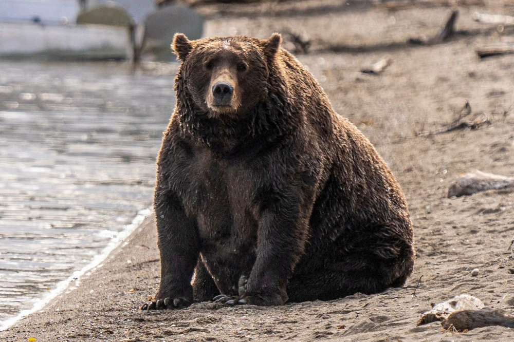 It's Fat Bear Week In Alaska!