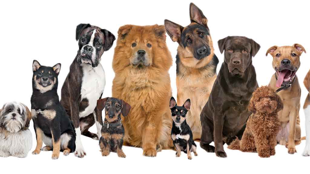 Top 5 Dog Breeds That Fit Your Lifestyle